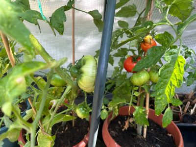 potential kids tomato plants