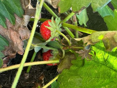potential to grow strawberries strawberry plant in Potential To Grow garden